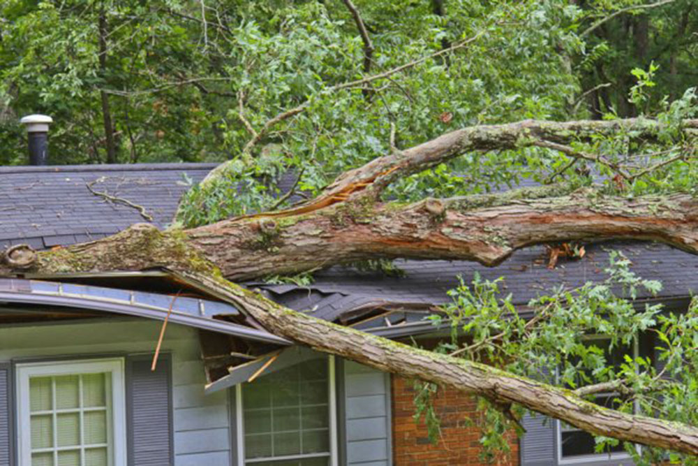 Emergency Tree Services Guildford