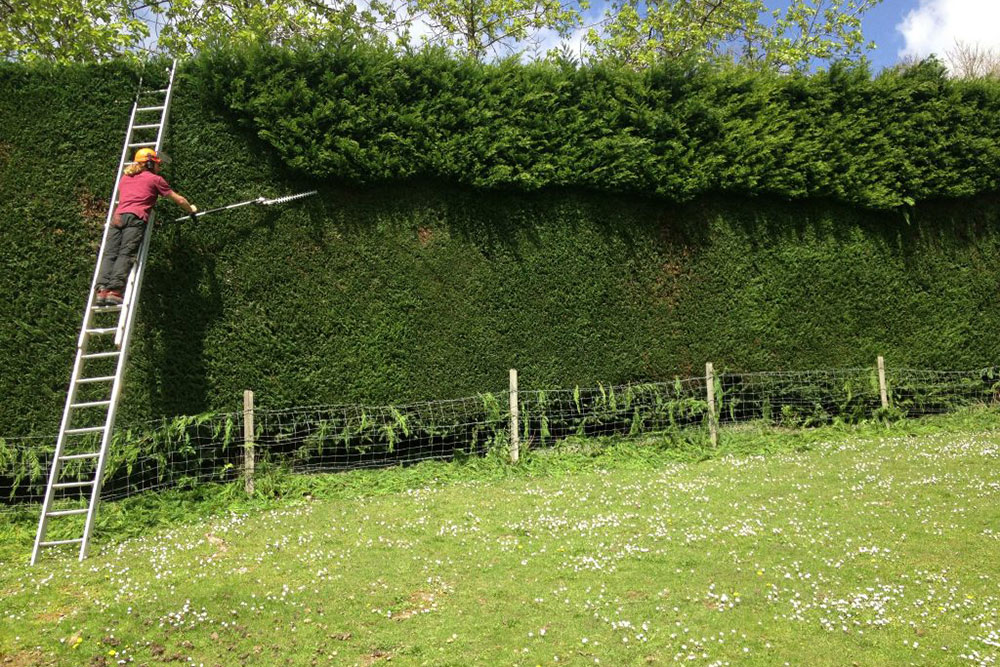 Hedge Trimming Guildford