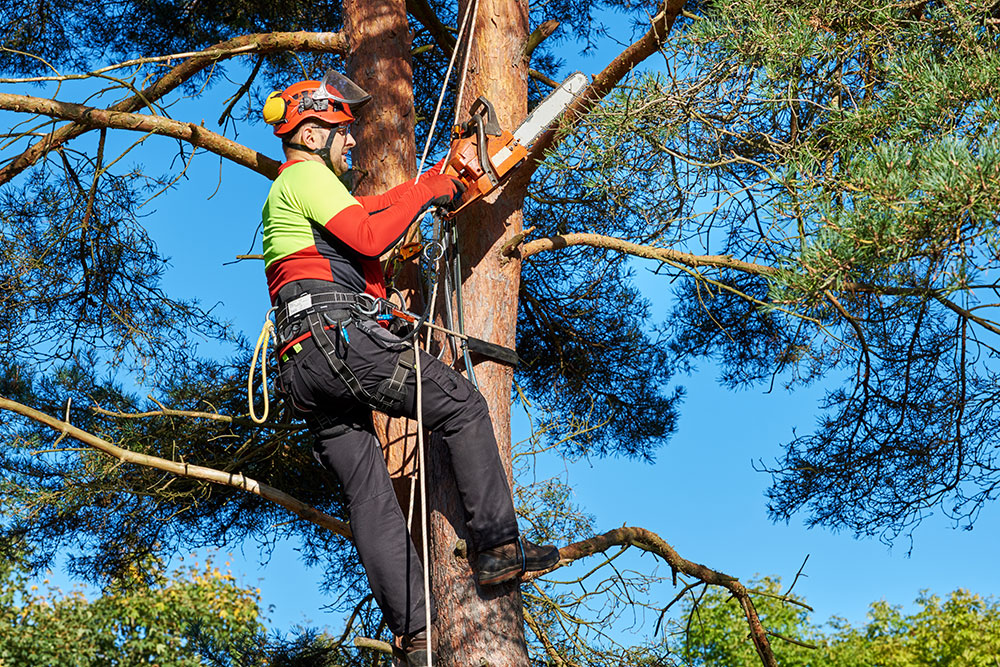 Tree Pruning Guildford