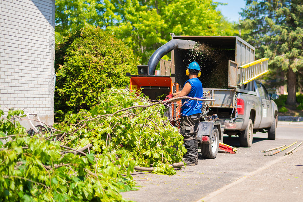 Tree Removal Guildford